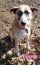 YUMA, Hund, Siberian Husky-Mix in Griechenland - Bild 5