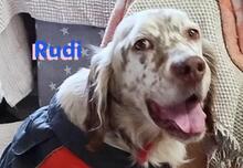 RUDI, Hund, English Setter in Griechenland