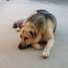 SAMU, Hund, Deutscher Schäferhund-Mix in Spanien - Bild 4