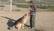 SAMU, Hund, Deutscher Schäferhund-Mix in Spanien - Bild 8