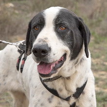 MUSA, Hund, Mischlingshund in Spanien - Bild 1