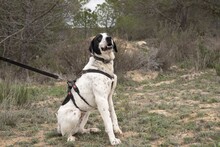 MUSA, Hund, Mischlingshund in Spanien - Bild 7