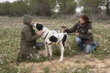 MUSA, Hund, Mischlingshund in Spanien - Bild 8