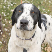 MARA, Hund, Herdenschutzhund-Mix in Spanien - Bild 1