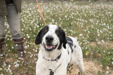 MARA, Hund, Herdenschutzhund-Mix in Spanien - Bild 2