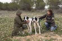 MARA, Hund, Herdenschutzhund-Mix in Spanien - Bild 4