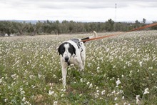 MARA, Hund, Herdenschutzhund-Mix in Spanien - Bild 8