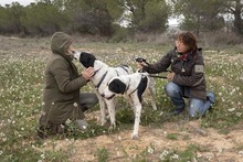 MARA, Hund, Herdenschutzhund-Mix in Spanien - Bild 9