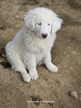 ARIK, Hund, Mischlingshund in Griechenland - Bild 3