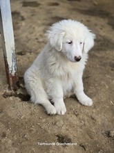 ARIK, Hund, Mischlingshund in Griechenland - Bild 4