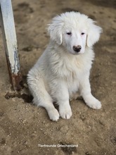 ARIK, Hund, Mischlingshund in Griechenland - Bild 5