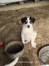 FRODO, Hund, Mischlingshund in Griechenland - Bild 7