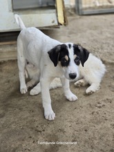 FRODO, Hund, Mischlingshund in Kall - Bild 13