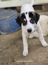 FRODO, Hund, Mischlingshund in Kall - Bild 14