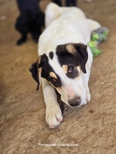 FRODO, Hund, Mischlingshund in Kall - Bild 15