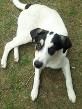 FRODO, Hund, Mischlingshund in Kall - Bild 16