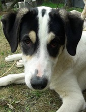 FRODO, Hund, Mischlingshund in Kall - Bild 17