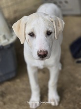 AJAX, Hund, Mischlingshund in Griechenland - Bild 1