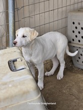 AJAX, Hund, Mischlingshund in Griechenland - Bild 2