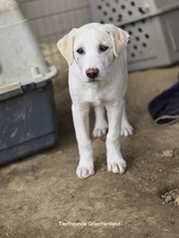 AJAX, Hund, Mischlingshund in Griechenland - Bild 3