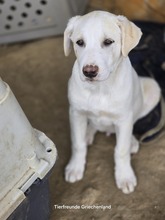 AJAX, Hund, Mischlingshund in Griechenland - Bild 4