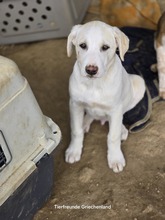 AJAX, Hund, Mischlingshund in Griechenland - Bild 5