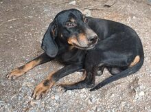 JOHNNIE, Hund, Mischlingshund in Griechenland - Bild 2