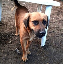 BILLY, Hund, Mischlingshund in Griechenland - Bild 2