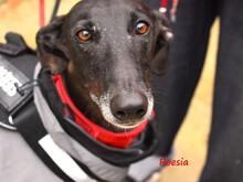 POESIA, Hund, Galgo Español in Spanien