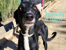 JACINTODEPAYERNO, Hund, Galgo Español in Spanien