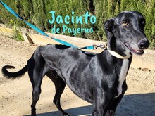 JACINTODEPAYERNO, Hund, Galgo Español in Spanien - Bild 2