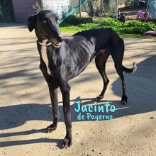 JACINTODEPAYERNO, Hund, Galgo Español in Spanien - Bild 3