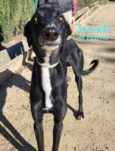 JACINTODEPAYERNO, Hund, Galgo Español in Spanien - Bild 4