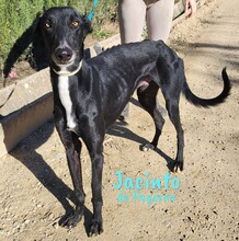 JACINTODEPAYERNO, Hund, Galgo Español in Spanien - Bild 5