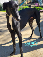 JACINTODEPAYERNO, Hund, Galgo Español in Spanien - Bild 6