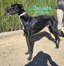 JACINTODEPAYERNO, Hund, Galgo Español in Spanien - Bild 7