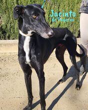 JACINTODEPAYERNO, Hund, Galgo Español in Spanien - Bild 8