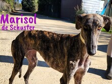 MARISOLDESCHUSTER, Hund, Galgo Español in Spanien