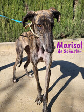 MARISOLDESCHUSTER, Hund, Galgo Español in Spanien - Bild 3