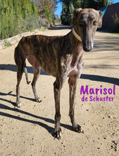 MARISOLDESCHUSTER, Hund, Galgo Español in Spanien - Bild 4