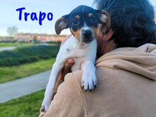 TRAPO, Hund, Ratonero Bodeguero Andaluz in Spanien