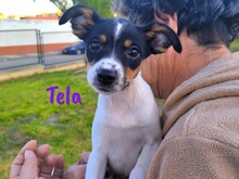 TELA, Hund, Ratonero Bodeguero Andaluz in Spanien