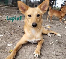 LUPIN1, Hund, Mischlingshund in Spanien