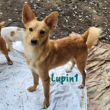 LUPIN1, Hund, Mischlingshund in Spanien - Bild 2