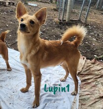 LUPIN1, Hund, Mischlingshund in Spanien - Bild 3