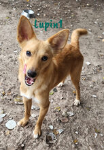 LUPIN1, Hund, Mischlingshund in Spanien - Bild 4