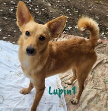 LUPIN1, Hund, Mischlingshund in Spanien - Bild 6