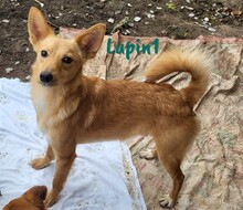 LUPIN1, Hund, Mischlingshund in Spanien - Bild 7