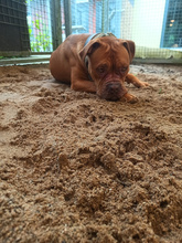 CALLI, Hund, Cane Corso-English Bulldog-Mix in Overath - Bild 1