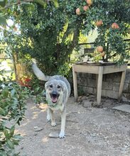 CAPO, Hund, Mischlingshund in Griechenland - Bild 3